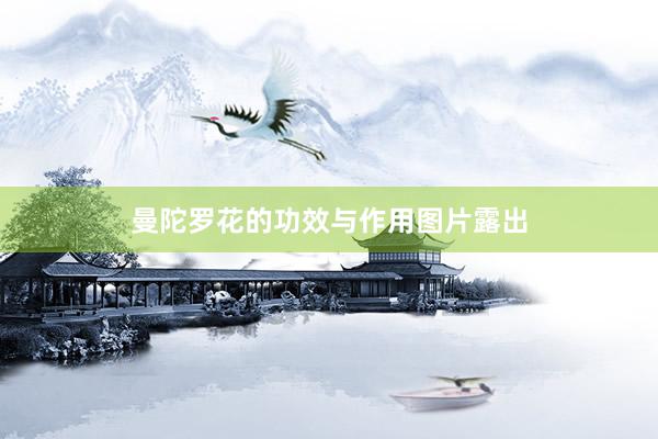 曼陀罗花的功效与作用图片露出